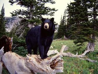 Desktop Background Animal Life All Animals Black Bear