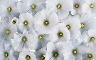 White Flowers Wallpaper Background