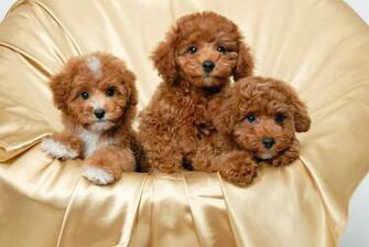 Poodle Puppies Wallpaper X HD