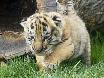 Baby White Tigers Wallpaper