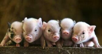 Baby Pigs Pixdaus