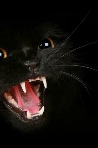 Black Cat iPhone Wallpaper