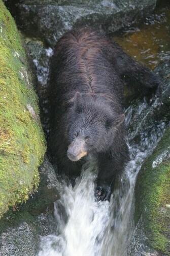 Black Bear Wallpaper Weddingdressin