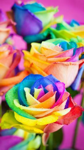 Colorful Roses Wallpaper iPhone
