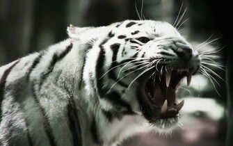 White Tiger Desktop Wallpaper Which Is Under The
