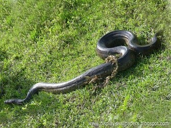 Great Anaconda Snake Wallpaper Desktop