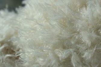 White Fur Background Stock Photo Public Domain Pictures