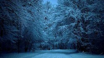 Nature Winter Tree Snow Snowy Trees HD Wallpaper Desktop