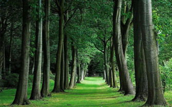 Dark Green Forest Wallpaper