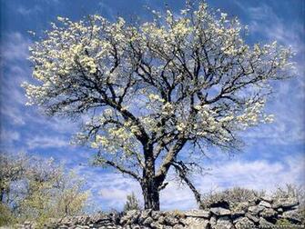 Spring Seasonal Wallpaper Crazy Frankenstein