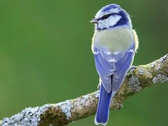 Blue Bird Wallpaper Walltor