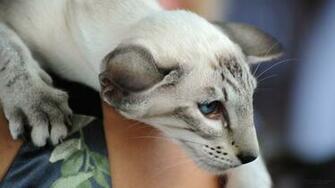 Pictures Cat Desktop Wallpaper Picture X A