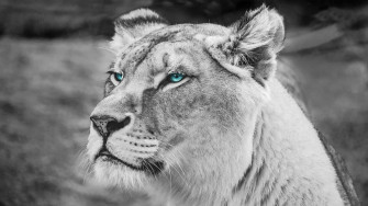 Black And White Lion Wallpaper