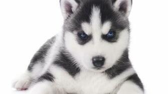 Husky Computer Wallpaper Desktop Background Id