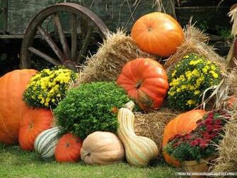 Harvest Scene Of Pumpkins Pumpkin Arrangement Show
