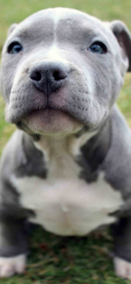 Cute Pitbull Puppies On Dog iPhone Wallpaper