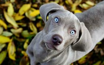 Weimaraner Computer Wallpaper Desktop Background Id