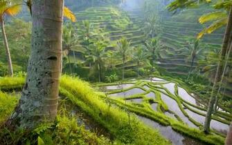 Wallpaper Jungle Desktop Picture Nature Html