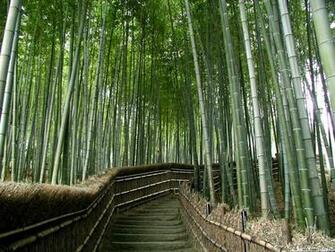 Desktop Background HD Forest
