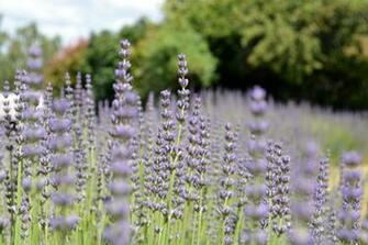Lavender Field Desktop Background