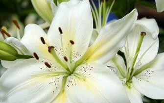 Lilies Flowers Wallpaper White