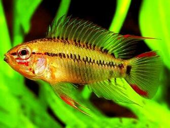 Freshwater Fish Wallpaper HD In Animals Imageci