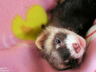 Cute Animal Wallpaper HD Desktop Background Photos In