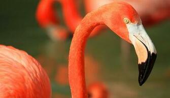Pink Flamingo Wallpaper Background