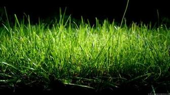 Best Nature Wallpaper Grass I Write A Lot