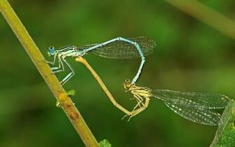 Insect Heart Wallpaper Stock Photos