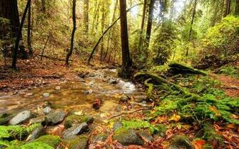 Stream Min The Forest Wallpaper Wide HD
