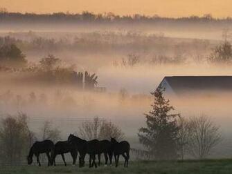 Foggy Horse Farm Screensaver Screensavers