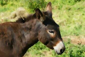 Donkey Photos Wallpaper Desktop Background