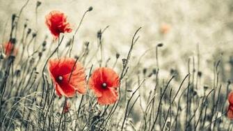 Red Flowers Macro Poppy Poppies Wallpaper