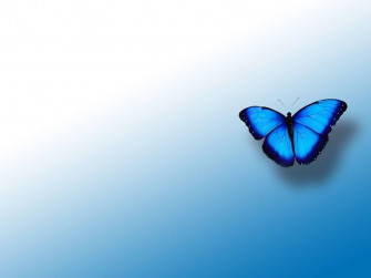 Blue Butterfly Aesthetic Wallpaper