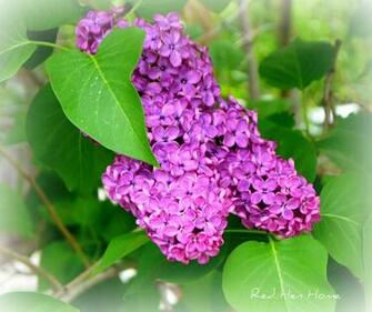Names Of Flowers And Pictures