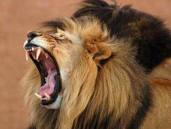 Lion Roar Wallpaper