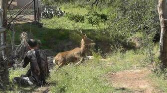 Whitetail Deer Hunting Wallpaper Opening White Tail Season