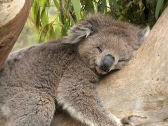 Koala Wallpaper