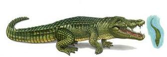 Dinosaurs Image Deinosuchus HD Wallpaper And Background