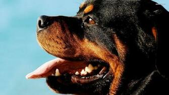 Rottweiler HD Wallpaper Background Image