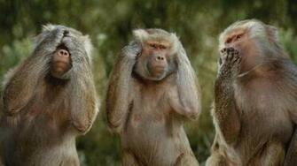Funny Monkey Of Gandhiji HD Wallpaper