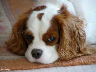 Fond D Cran Gratuit De Chiens Cavalier King Charles Spaniel