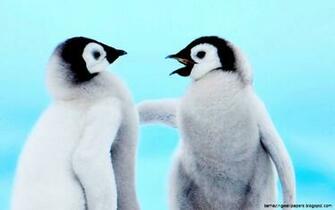Cute Baby Penguin Wallpaper Amazing