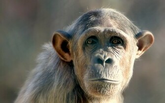 Monkey Computer Wallpaper Desktop Background Id