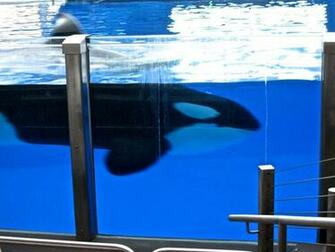 Your Friend Shamu By Forevericeskater
