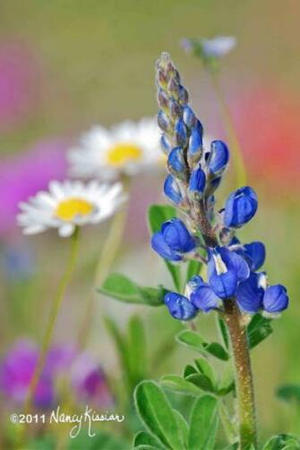 Wild About Texas Bluebonnet Bouquet Of Photos