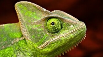 Reptiles Animals Wallpaper