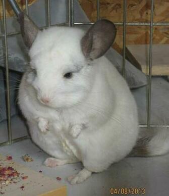 White Chinchilla Snowball Chinchillas So Stinkin Cute