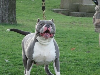 American Pit Bull Terrier Pictures Diet Breeding Life Cycle
